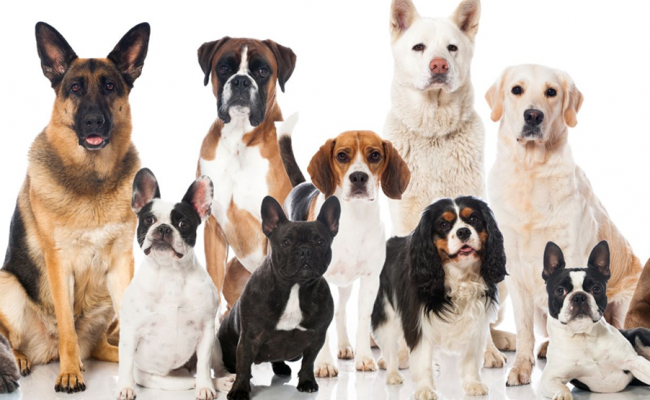 As doenças mais comuns em 10 raças de cachorro