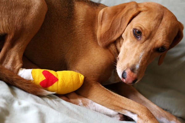 Primeiros socorros para cães e gatos: picada de cobra