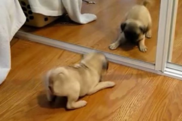 Video de cachorros fazendo coisas engraçadas